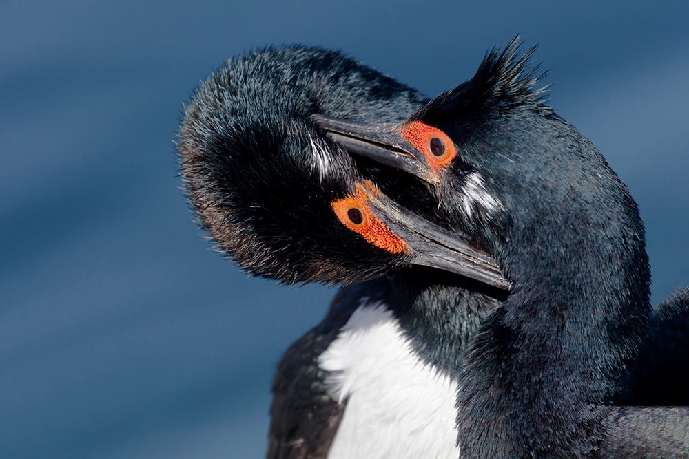 Falkland Islands. Two king cormorants are grooming one another. art print by Ellen B. Goff for $57.95 CAD