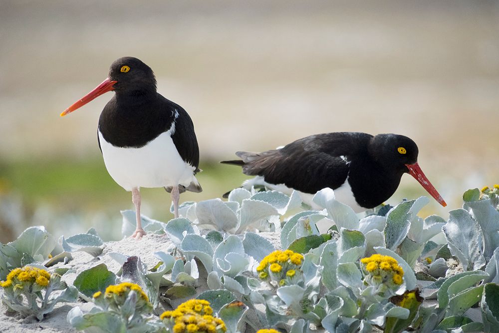 Falkland Islands. Two Magellanic oystercatchers forage among the sea cabbage on the beach. art print by Ellen B. Goff for $57.95 CAD
