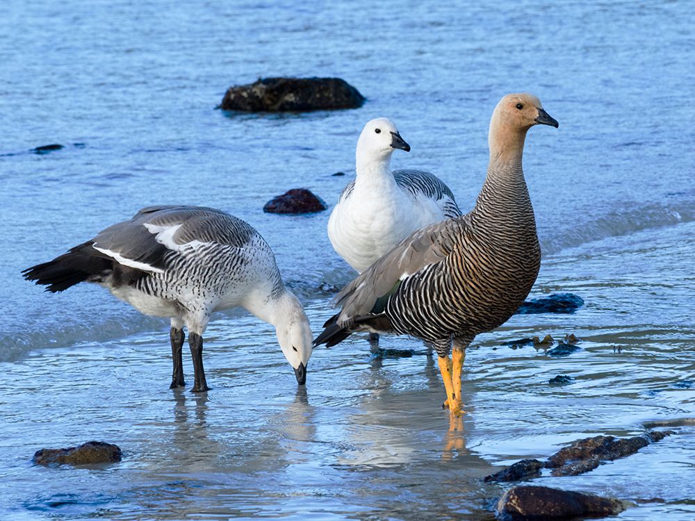 Falkland Islands. Two male upland geese stand with a female along the shoreline. art print by Ellen B. Goff for $57.95 CAD