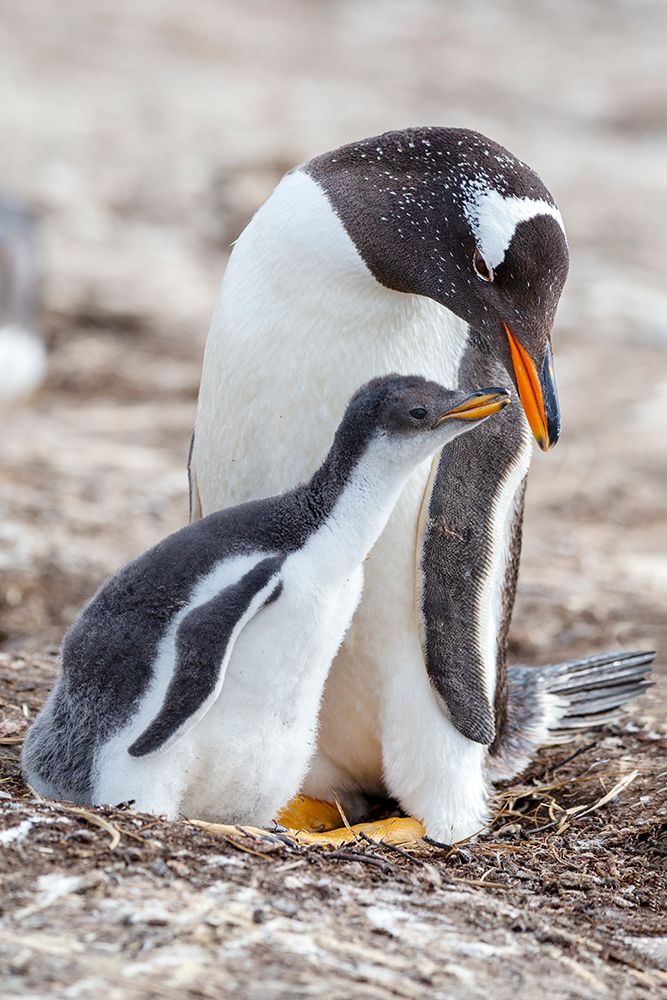 Falkland Islands. A gentoo chick encourages its parent to feed it by pecking on its bill. art print by Ellen B. Goff for $57.95 CAD