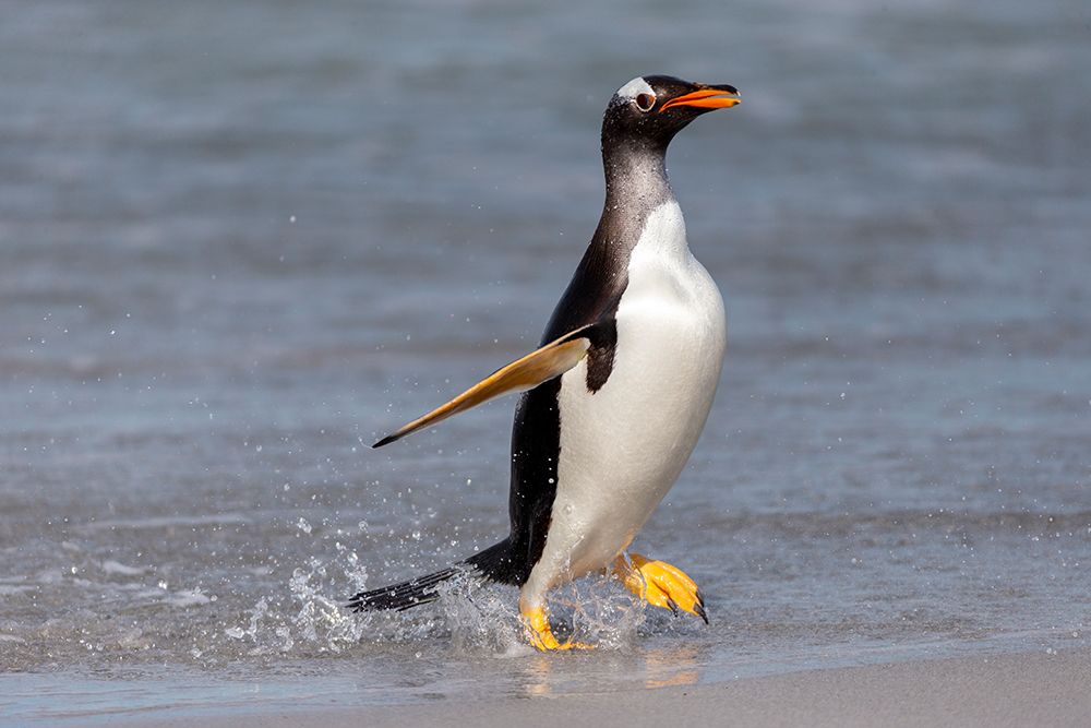 Falkland Islands. A gentoo emerges from the water with high stepping feet. art print by Ellen B. Goff for $57.95 CAD