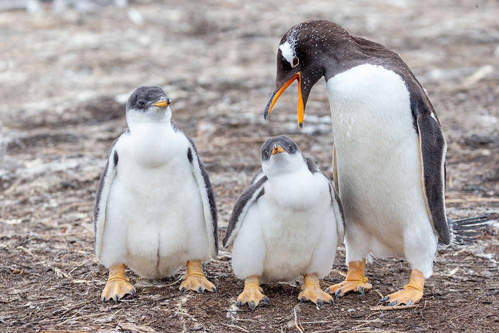 Falkland Islands. A gentoo parent appears to scold one of its chicks. art print by Ellen B. Goff for $57.95 CAD