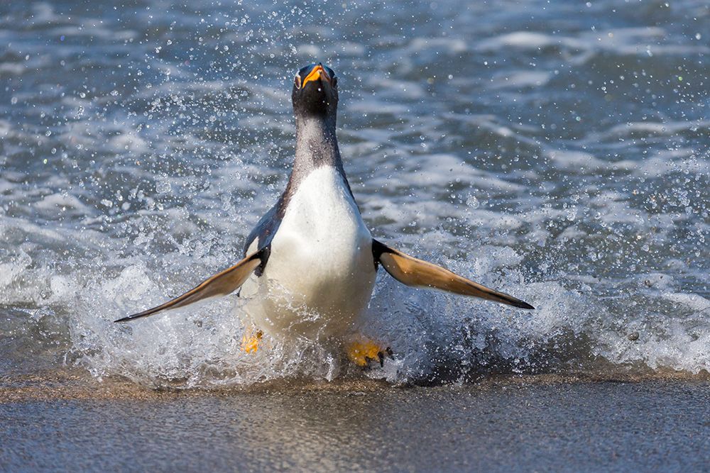 Falkland Islands. A gentoo penguin emerges from the surf with lots of spray. art print by Ellen B. Goff for $57.95 CAD