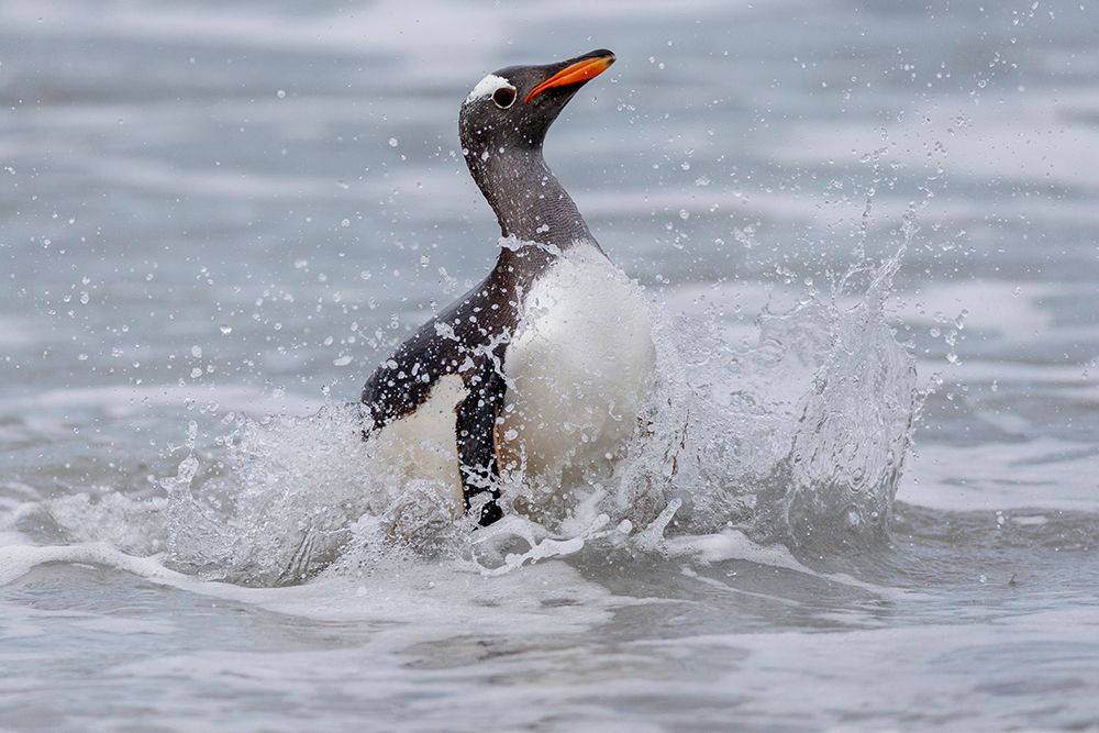 Falkland Islands. A gentoo penguin emerges from the surf with lots of spray. art print by Ellen B. Goff for $57.95 CAD