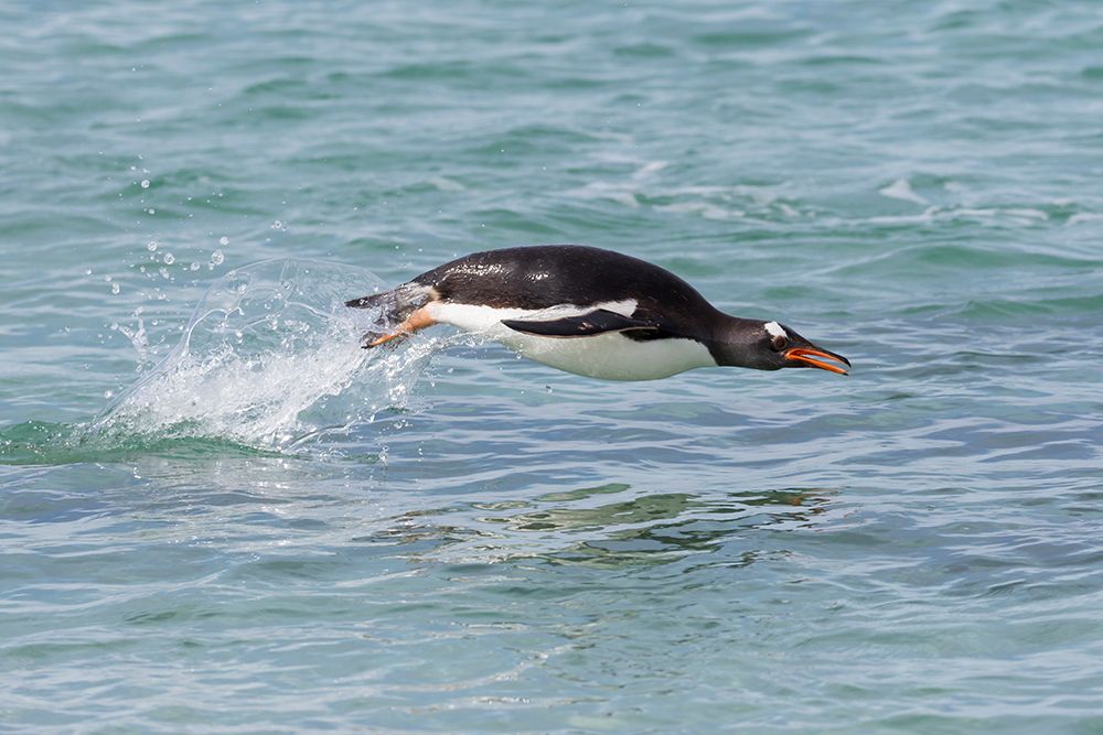 Falkland Islands. A gentoo penguin jumps out of the water during its swim. art print by Ellen B. Goff for $57.95 CAD
