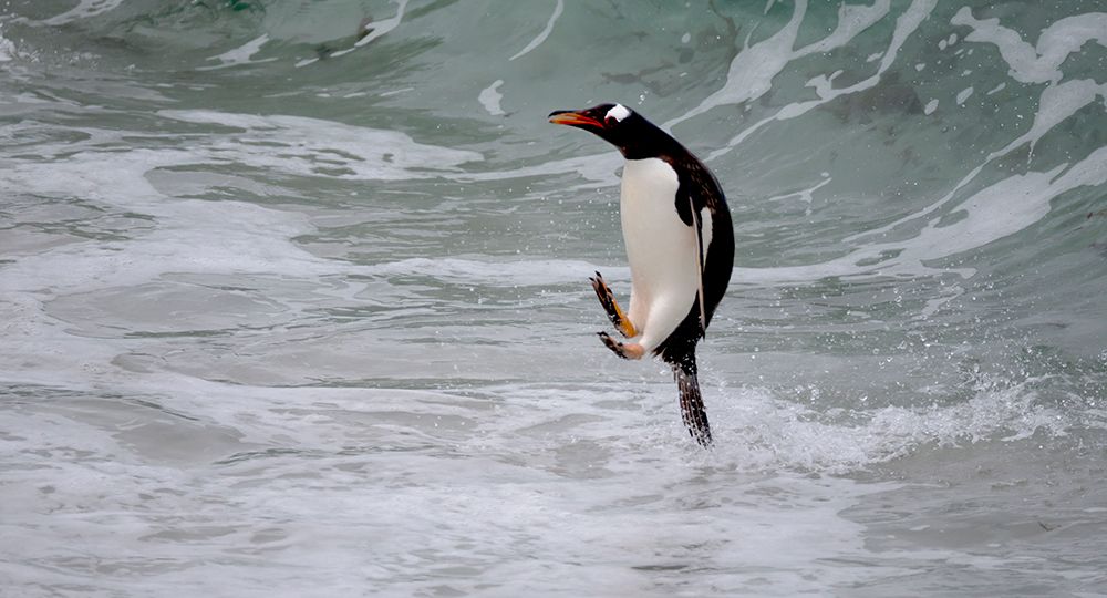 Falkland Islands. A gentoo penguin jumps out of the water on its way to the shore. art print by Ellen B. Goff for $57.95 CAD