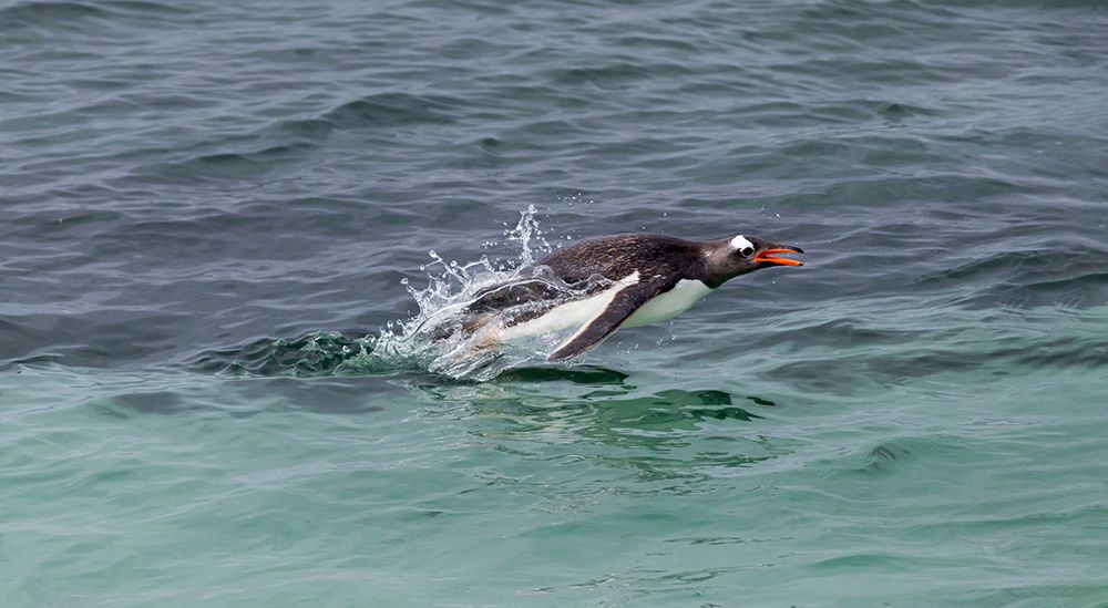 Falkland Islands. A gentoo penguin jumps out of the water while swimming in the blue-green water. art print by Ellen B. Goff for $57.95 CAD