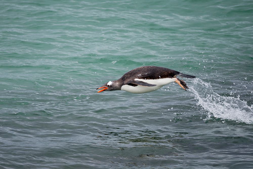 Falkland Islands. A gentoo penguin jumps out of the water while swimming in the blue-green water. art print by Ellen B. Goff for $57.95 CAD