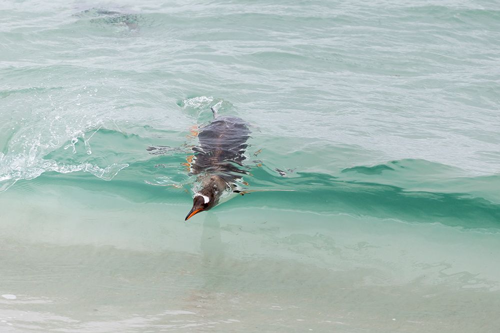 Falkland Islands. A gentoo penguin shows up in the absolutely clear waves. art print by Ellen B. Goff for $57.95 CAD