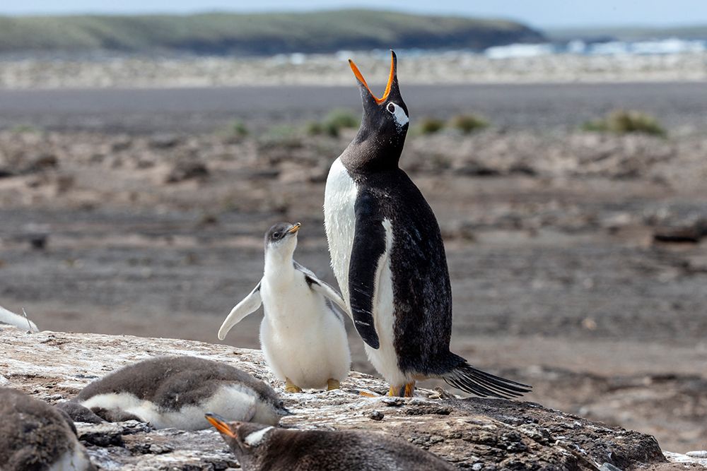 Falkland Islands. A gentoo penguin throws back its head and vocalizes white its chick looks on. art print by Ellen B. Goff for $57.95 CAD