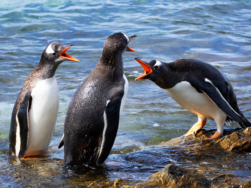 Falkland Islands. A group of gentoo penguins fight over their perches on the rocks in the water. art print by Ellen B. Goff for $57.95 CAD