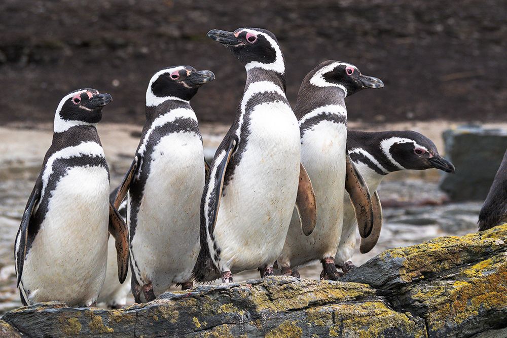 Falkland Islands. A group of Magellanic penguins stand together on the rocks. art print by Ellen B. Goff for $57.95 CAD