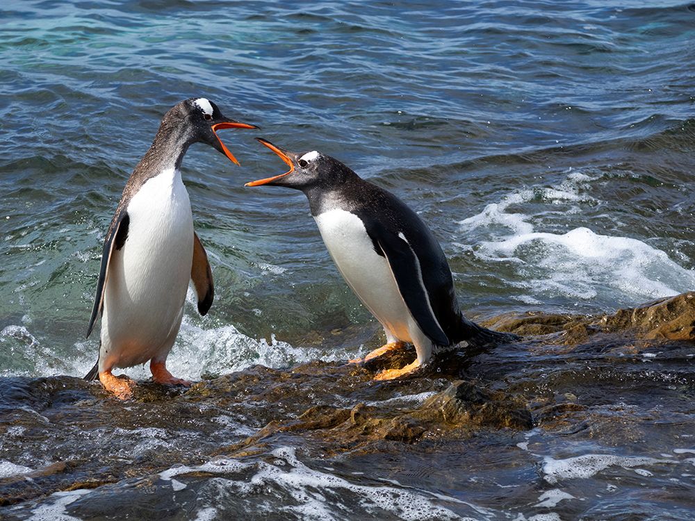 Falkland Islands. A pair of gentoo penguins fight over their perch on the rocks in the water. art print by Ellen B. Goff for $57.95 CAD