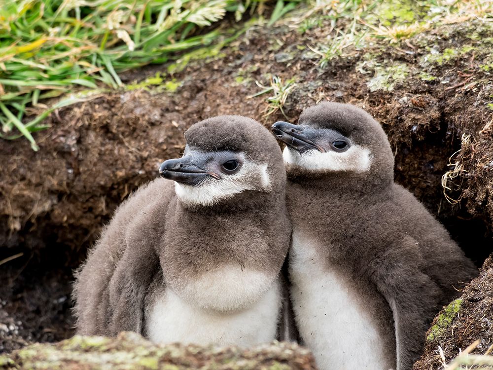 Falkland Islands. A pair of Magellanic penguin chicks stand at the entrance to their burrow. art print by Ellen B. Goff for $57.95 CAD