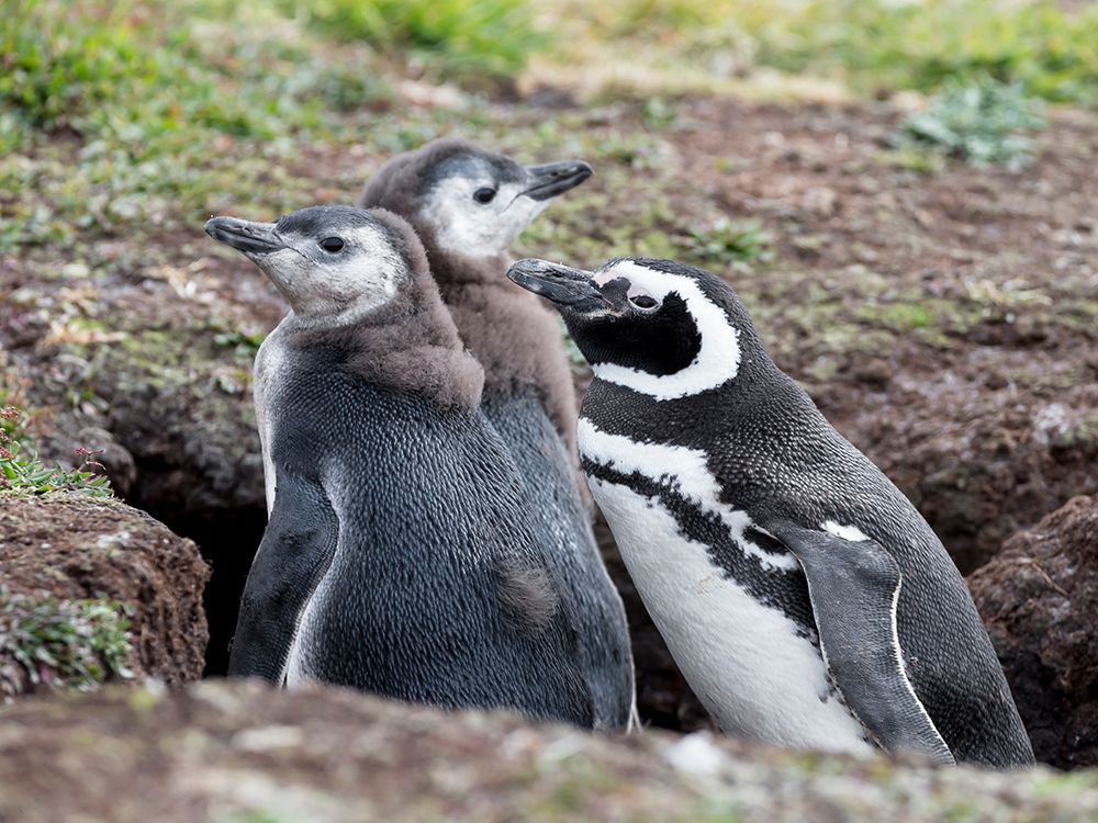 Falkland Islands. Magellanic penguin stands with its two chicks near the entrance to its burrow. art print by Ellen B. Goff for $57.95 CAD