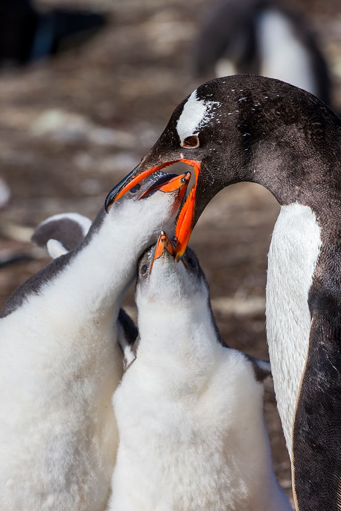 Falkland Islands. Gentoo chicks put their bills inside the parents mouth to feed. art print by Ellen B. Goff for $57.95 CAD