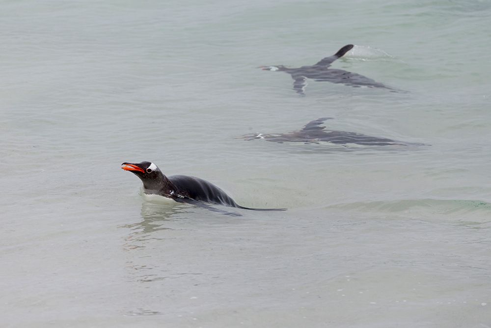 Falkland Islands. Gentoo penguins swim close to shore in the clear water. art print by Ellen B. Goff for $57.95 CAD