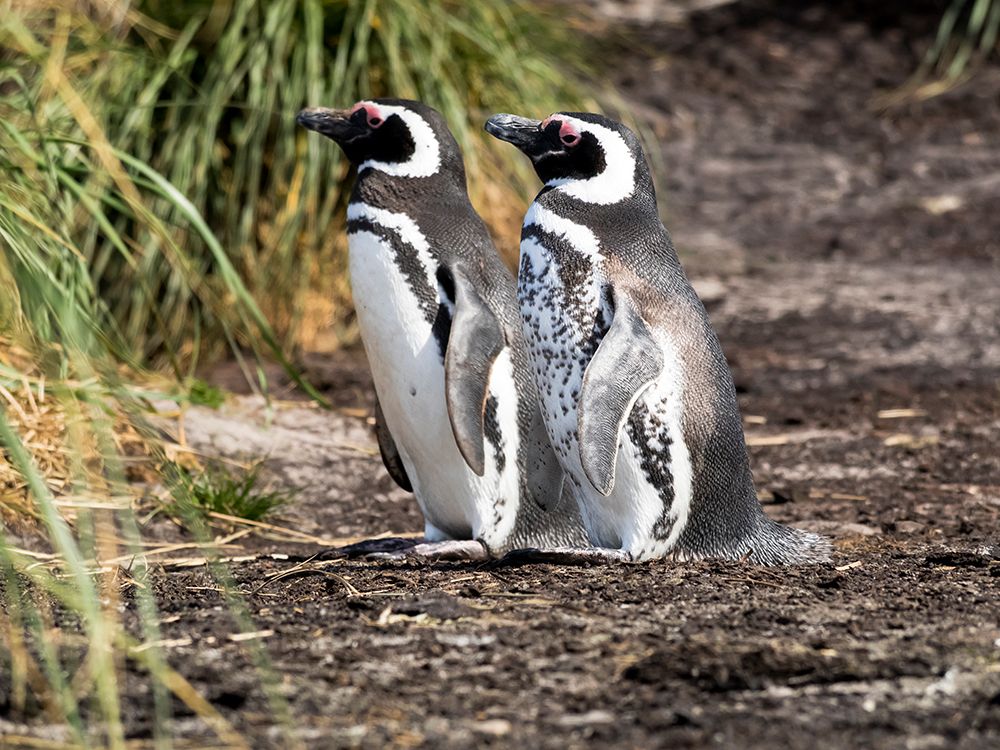 Falkland Islands. Magellanic penguin with its spotted front next to a normally colored penguin. art print by Ellen B. Goff for $57.95 CAD