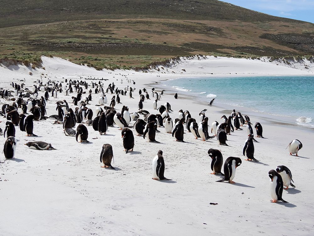 Falkland Islands. Portrait of a gentoo penguin colony on the white sand beach on Carcass Island. art print by Ellen B. Goff for $57.95 CAD