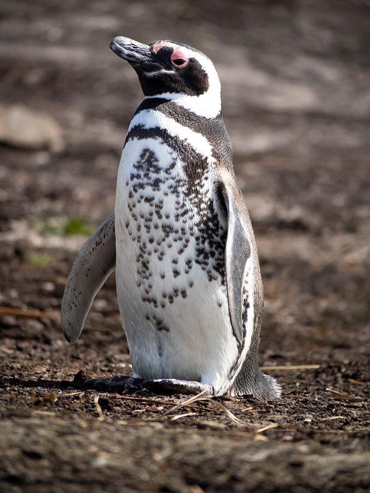 Falkland Islands. Magellanic penguin with its distinctive coloring indicating a pigment disorder. art print by Ellen B. Goff for $57.95 CAD