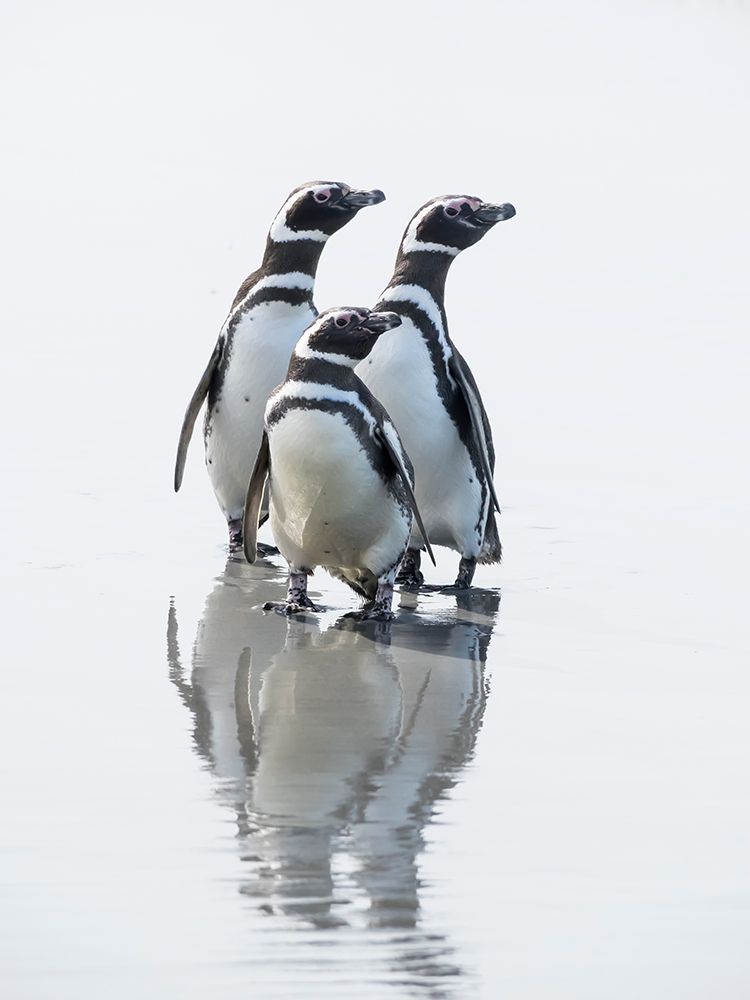 Falkland Islands. Three Magellanic penguins stand on the wet beach with a reflection. art print by Ellen B. Goff for $57.95 CAD