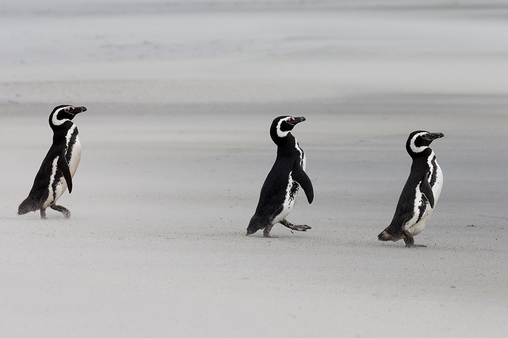 Falkland Islands. Three penguins walk on the windswept beach with its blowing sand. art print by Ellen B. Goff for $57.95 CAD
