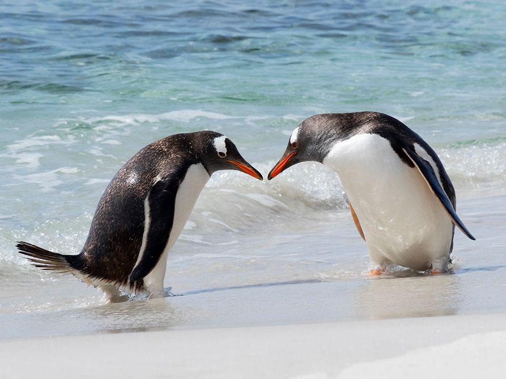 Falkland Islands. Two gentoo penguins meet on the beach after emerging from the water. art print by Ellen B. Goff for $57.95 CAD