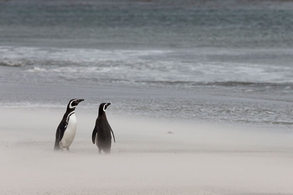 Falkland Islands. Two penguins stand on the windswept beach with its blowing sand. art print by Ellen B. Goff for $57.95 CAD
