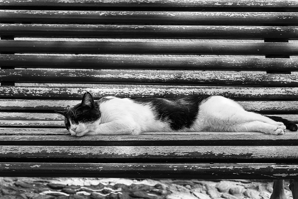 Cat sleeping on bench art print by George and Marilu Theodore for $57.95 CAD
