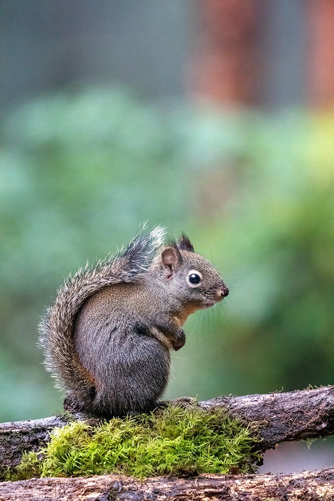 Douglas Squirrel standing on a log art print by Janet Horton for $57.95 CAD