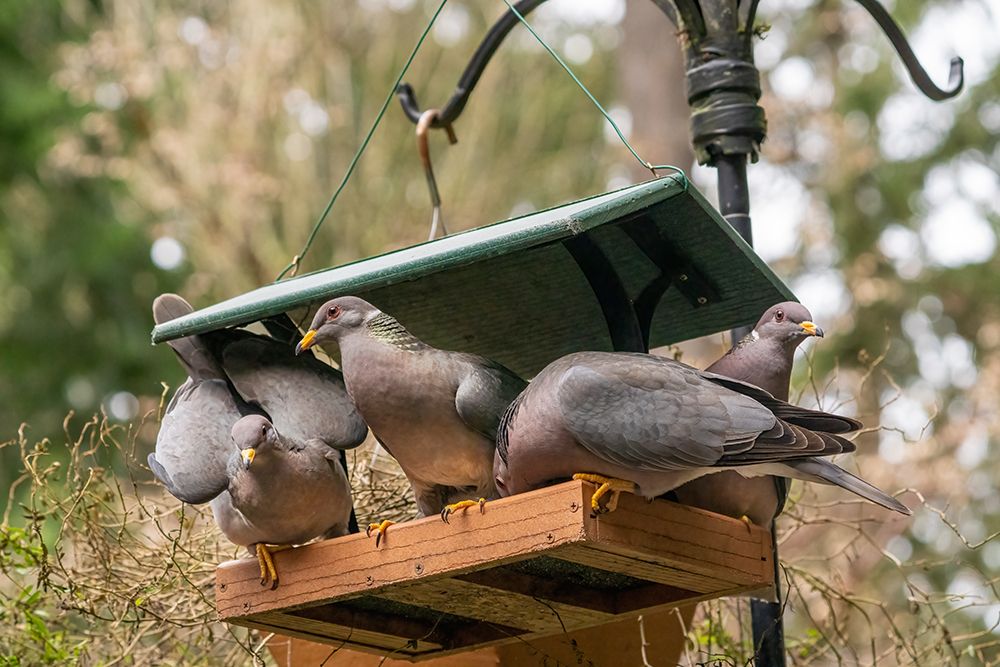 Flock of Band-tailed Pigeons cramming into a birdfeeder art print by Janet Horton for $57.95 CAD