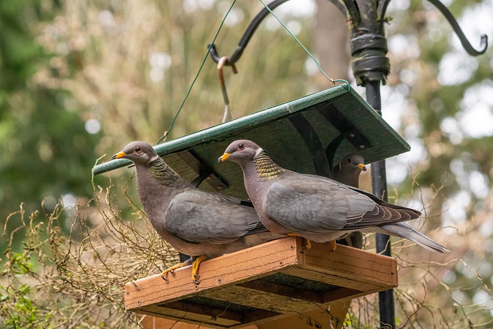 Two Band-tailed Pigeons in a birdfeeder art print by Janet Horton for $57.95 CAD