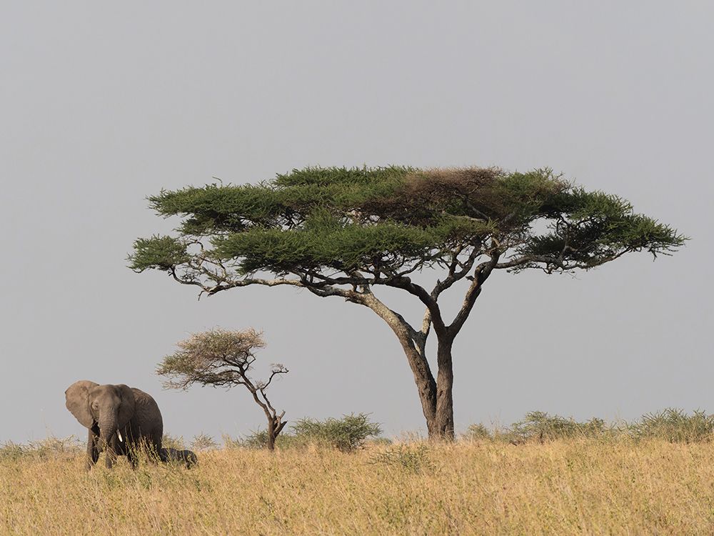 African elephant. Serengeti National Park, Tanzania, Africa art print by Joe and Maryann McDonald for $57.95 CAD