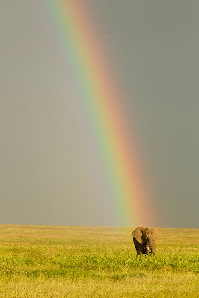 African elephant after rainstorm with rainbow, Serengeti National Park, Tanzania, Africa art print by Joe and Maryann McDonald for $57.95 CAD