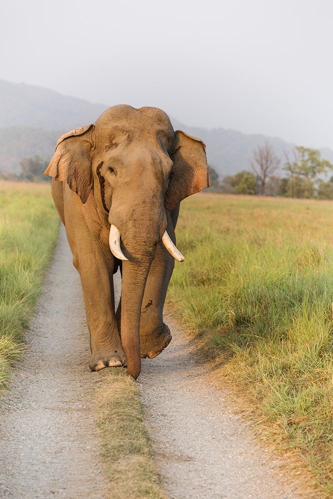 Musth Tusker on the jungle track-Corbett National Park-India art print by Jagdeep Rajput for $57.95 CAD