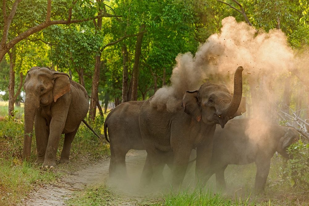 Asian Elephant taking dust bath Corbett National Park-India art print by Jagdeep Rajput for $57.95 CAD