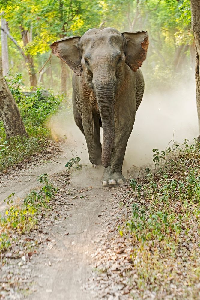Asian Elephant charging Corbett National Park-India art print by Jagdeep Rajput for $57.95 CAD