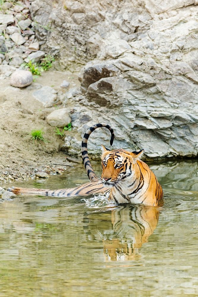 Tigress in the backwaters of Ramganga River Corbett National Park-India art print by Jagdeep Rajput for $57.95 CAD
