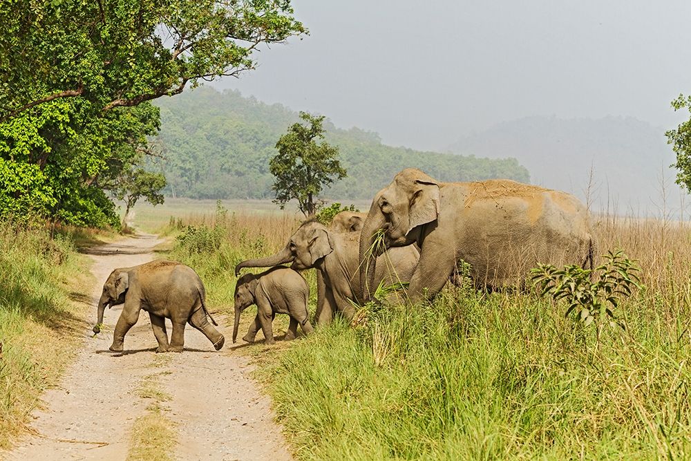 Asian Elephant family crossing the jungle track Corbett National Park-India art print by Jagdeep Rajput for $57.95 CAD