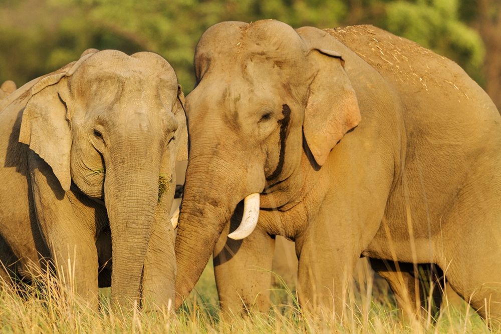 Courting pair of Asian Elephants Corbett National Park-India art print by Jagdeep Rajput for $57.95 CAD