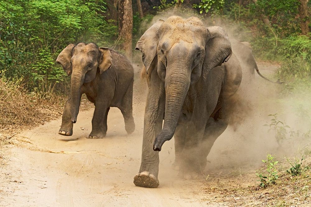 Asian Elephants charging-Corbett National Park-India art print by Jagdeep Rajput for $57.95 CAD
