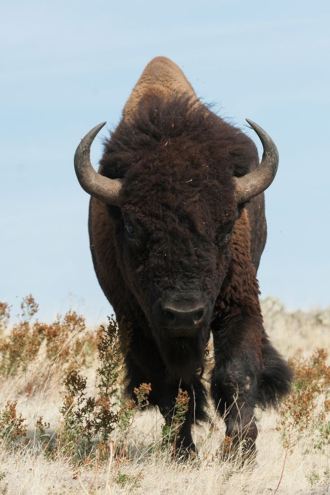 Bison Bull on the move art print by Ken Archer for $57.95 CAD