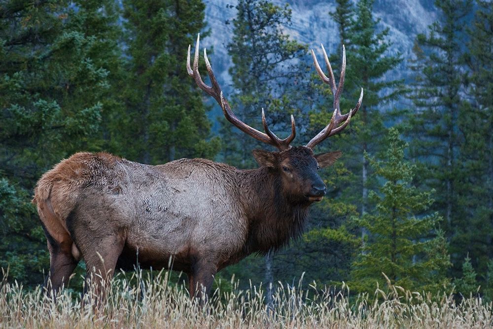Rocky Mountain Bull Elk art print by Ken Archer for $57.95 CAD