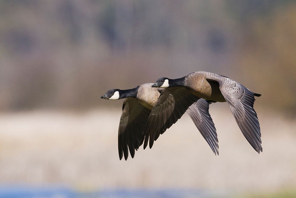 Lesser Canada Geese Flying Past art print by Ken Archer for $57.95 CAD