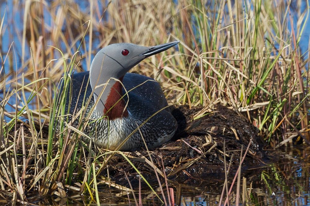 Red-throated Loon Sitting on Nest art print by Ken Archer for $57.95 CAD