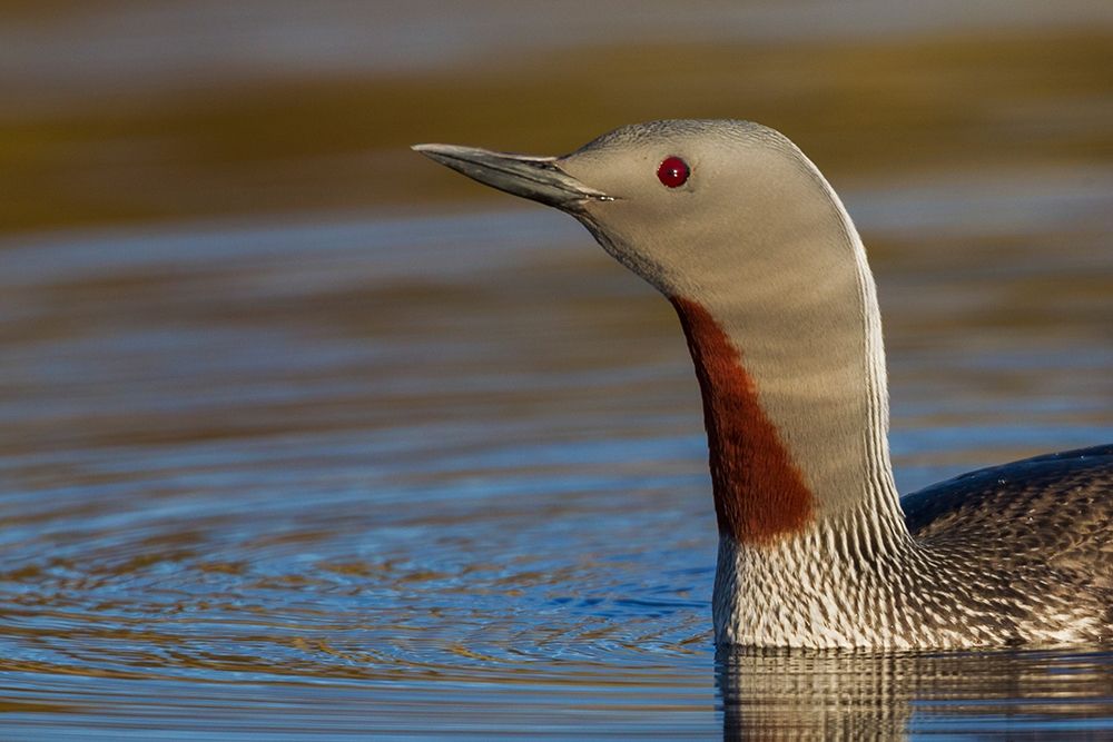 Red-throated Loon Close-up art print by Ken Archer for $57.95 CAD