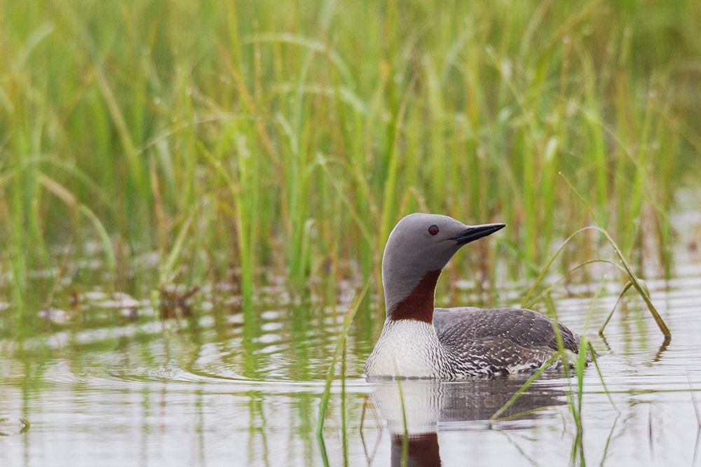 Red-throated Loon-Arctic Wetland art print by Ken Archer for $57.95 CAD
