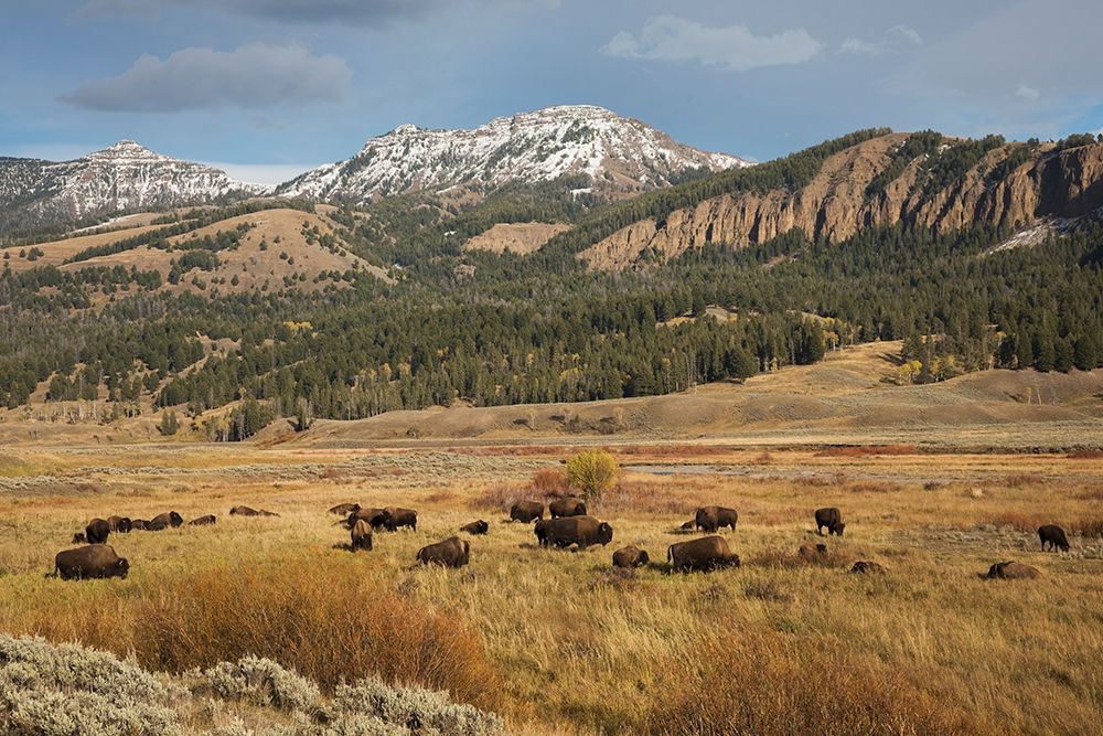 Bison in Lamar Valley-Yellowstone National Park art print by Ken Archer for $57.95 CAD