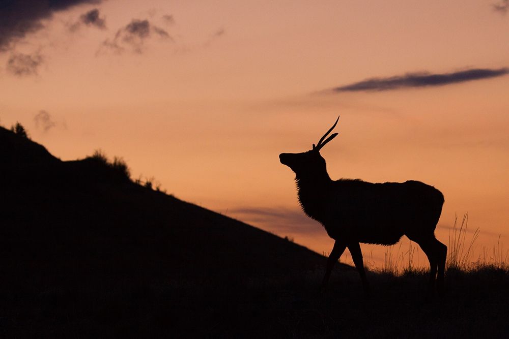 Young Bull Elk-Sunset Silhouette art print by Ken Archer for $57.95 CAD