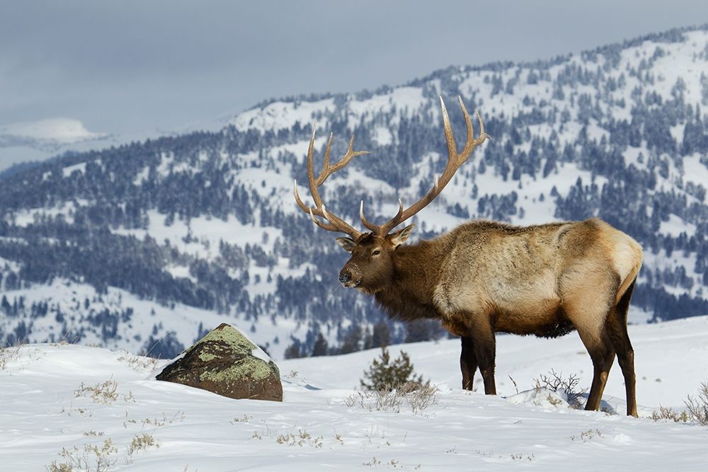 Bull Elk-Winter in the Rockies art print by Ken Archer for $57.95 CAD